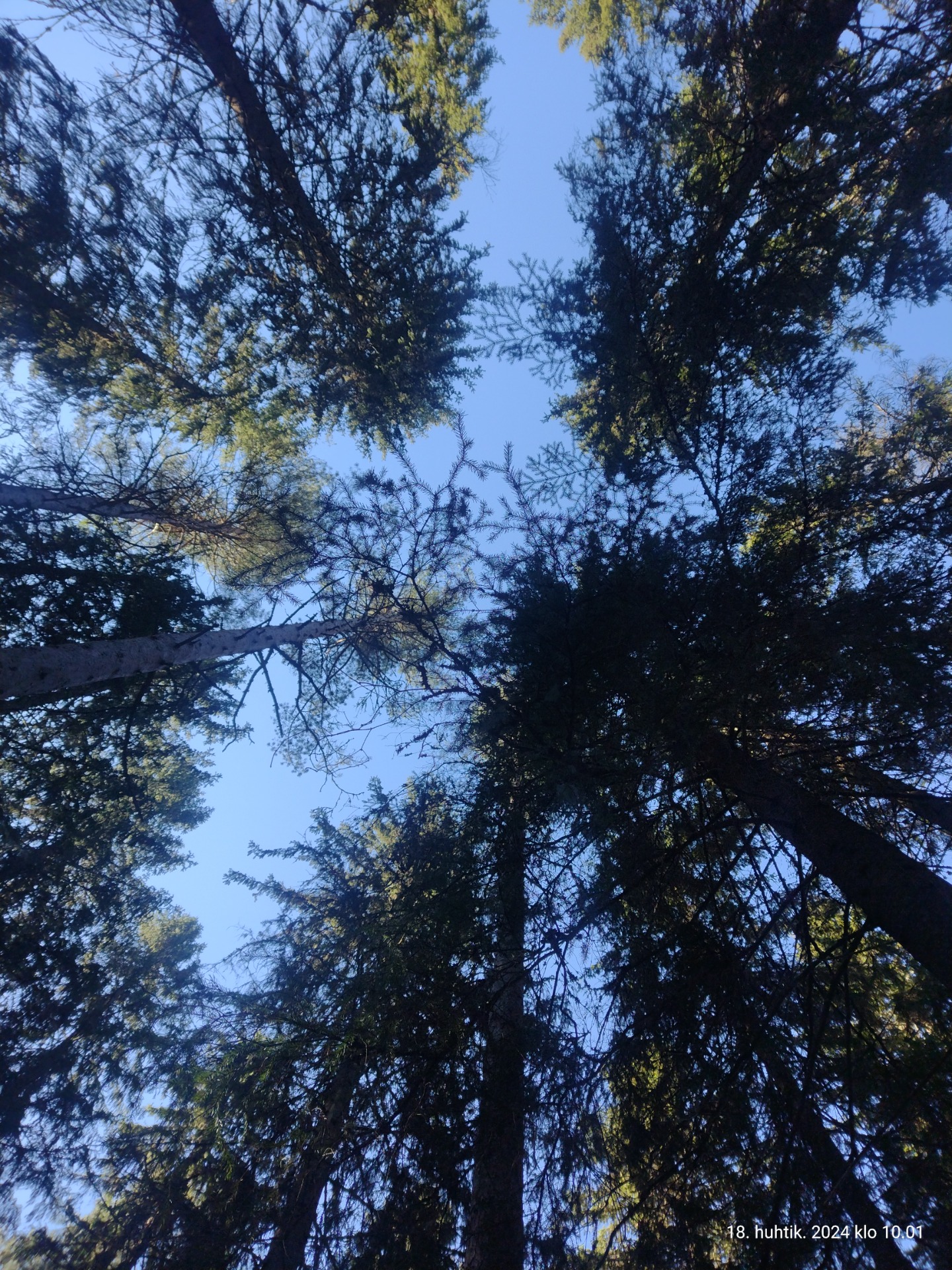 Alhaalta kuvattu näkymä korkeisiin puihin, vihreisiin latvuksiin ja siniseen taivaaseen.